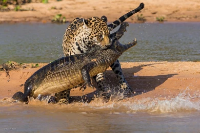 Fighting Jaguar And Crocodile Wallpapers And Images   Wallpapers ...