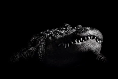 Crocodile By PkufeIgiglf On DeviantArt