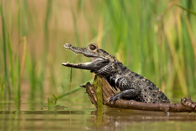 Dwarf Crocodile >> HD Wallpaper, Get It Now!