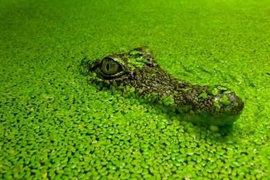 Animal Alligator HD Photos