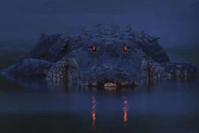 Crocodile Wallpapers