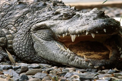 Crocodile on Rocks Wallpaper HD.jpg