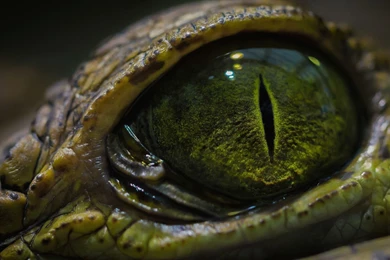 Crocodile Wallpapers HD Download