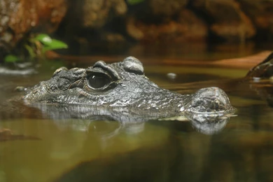 72 Crocodile HD Wallpapers