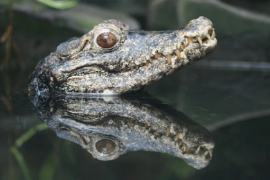 Crocodile Desktop Wallpapers   , New Wallpapers, New Wallpapers