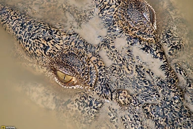Crocodile Picture    Animal Wallpapers    National Geographic Photo ...