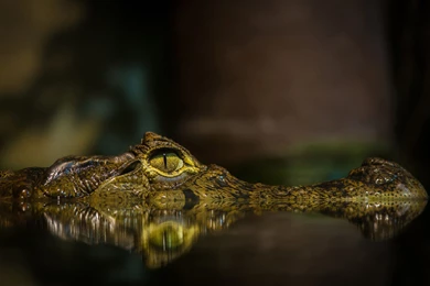 Crocodile Computer Wallpapers, Desktop Backgrounds