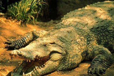 Crocodile Wallpapers   Animals Town