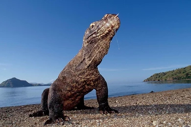 Crocodile Wallpapers HD Download