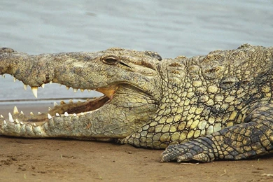 Crocodile Wallpapers HD Download