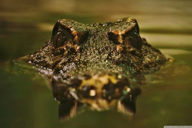 Crocodile HD Desktop Wallpapers : Widescreen : High Definition ...