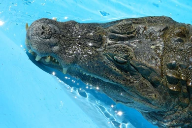 Crocodile Wallpapers   Animal Wallpapers