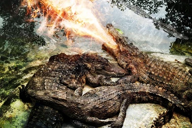 Crocodile Spit Fire Wallpapers And Images   Wallpapers, Pictures ...