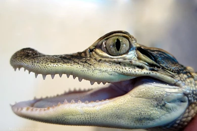 Crocodile   Wallpaper.