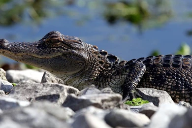 Crocodile Wallpapers   Animal Wallpapers