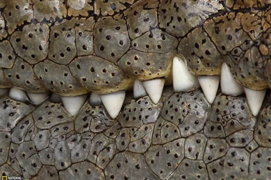 Crocodile Picture    Animal Wallpapers    National Geographic Photo ...