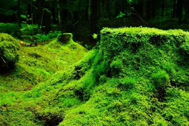 Forest Green Nature Grass Moss Dark 4k Uhd High Resolution ...