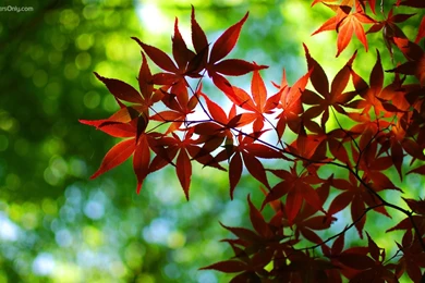 Hd Wallpapers 4K   HD Wallpapers Lovely