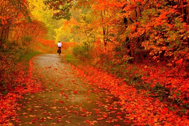 Cycling In Autumn Season