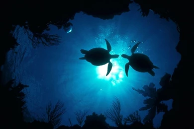 My Free Wallpapers   Nature Wallpapers : Ocean Encounters