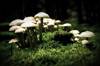 Mushroom Wallpapers