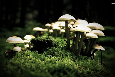 Mushrooms Wallpapers   Nature Wallpapers