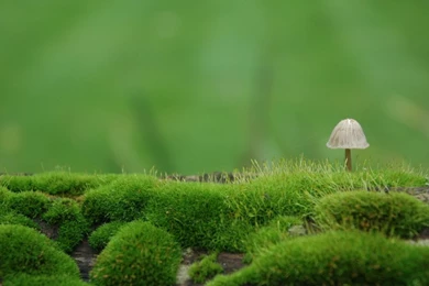 1600x900 Mushroom Wallpapers HD, Desktop Backgrounds 1600x900