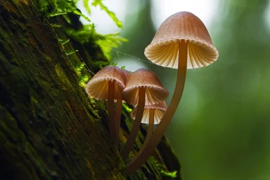 Autumn mushrooms wallpaper.jpg