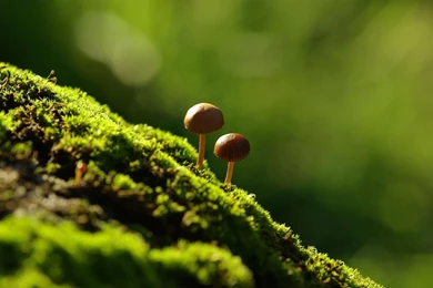 Photography   Page 153