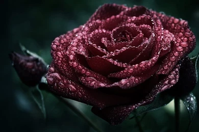 Gothic Wallpapers_hd Wallpaper_download Free Wallpapers