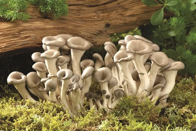 79 Mushroom HD Wallpapers