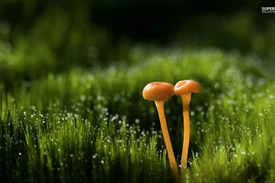 Mushrooms Wallpapers   Photography Wallpapers