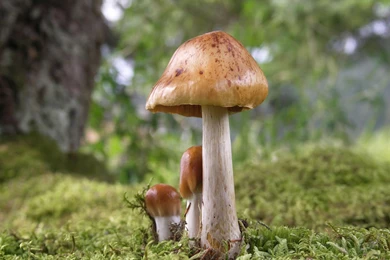 Mushroom Wallpapers 41613 Images