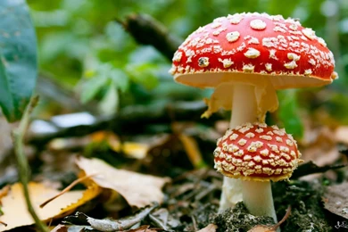 Mushrooms HD Wallpapers