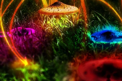 Colorful Mushrooms Wallpapers   Digital Art Wallpapers