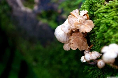 Tree Mushroom HD Desktop Wallpapers : High Definition : Fullscreen ...
