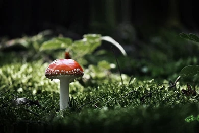 Red Mushroom Wallpapers By Eyefish On DeviantArt