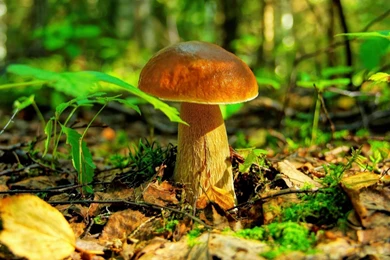 Mushroom Hd Wallpapers Free Download
