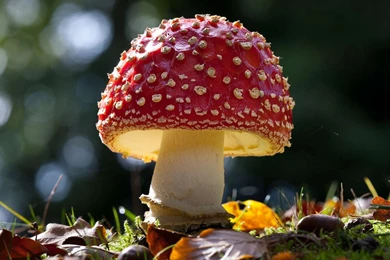 Mushroom Computer Wallpapers, Desktop Backgrounds