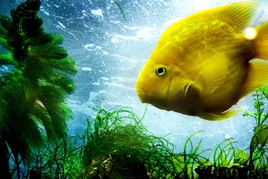 iPad 3 Wallpapers For The New iPad Free   DummyTech