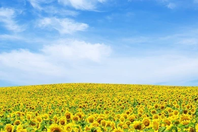 Wallpaper ipad 3 wallpapers (93)