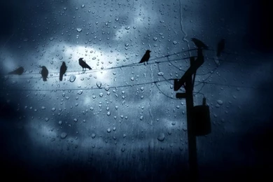 The Birds In The Rain HD Wallpapers
