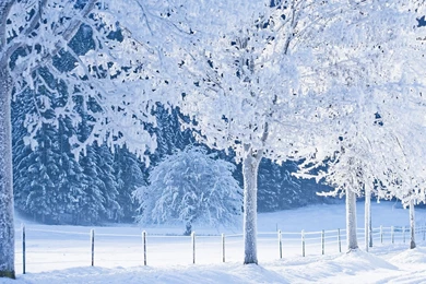 Snowy Backgrounds