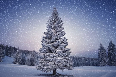 Snowy Fir Branch Wallpapers