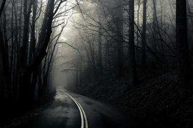 Road Through The Dark Woods Wallpapers   Nature Wallpapers