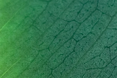 Free Wallpapers For IPhone, IPad, IPod Touch, Apple Watch And More!