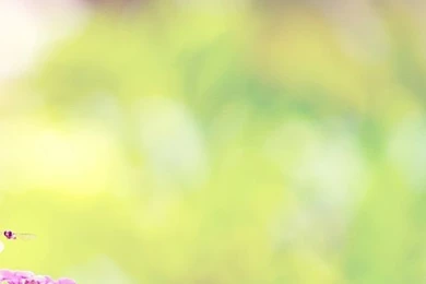 Marigold Lilac Purple Flowers.jpg