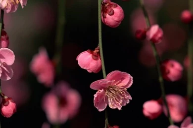 640x960 Pink Spring Flowers Iphone 4 Wallpapers