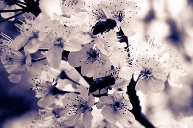 Cherry White Flowers HD Desktop Wallpapers : High Definition ...