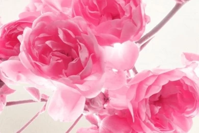 Pink Roses Flowers HD Desktop Wallpapers : High Definition ...